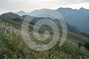 Reed grass fields with mountain on background