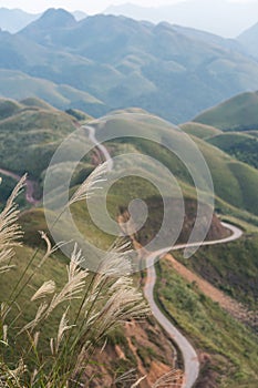 Reed grass fields with mountain on background