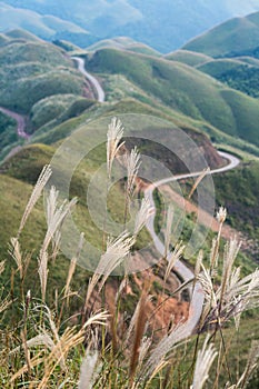 Reed grass fields with mountain on background