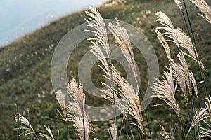 Reed grass fields with mountain on background