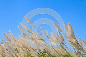 Reed grass flower against blue sky