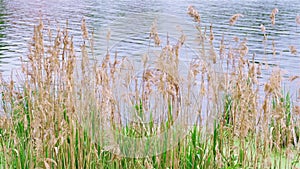 Reed grass fluttering on the wind in front of water