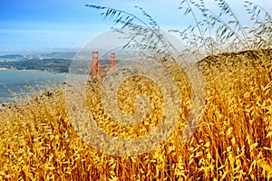 Reed grass on headland, Golden Gate National Recreation Area