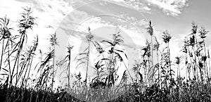 Reed grass impression in black and white