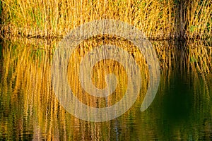 reed grass on a pond with water reflection