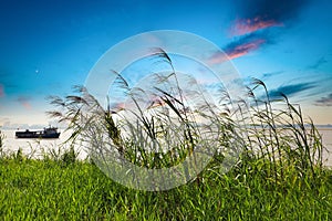 Reed grass in sunset glow