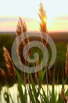 Reed grass on sunset light near lake