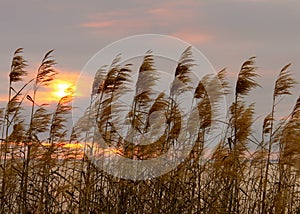 Reed Grass