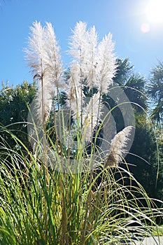 Reed grass under the sunlight