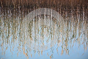 Reed grass water reflection