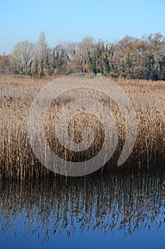 Reed grass water reflection landscape