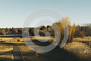 Reed Grass and yellow trees in Autumn in the park