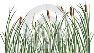 Reed and green grass background photo