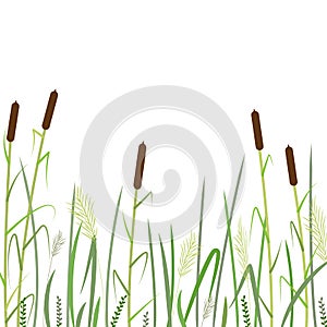 Reed and green grass background ,vector