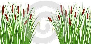 Reed in the green grass. Swamp and river plants. Vector flat illustration.