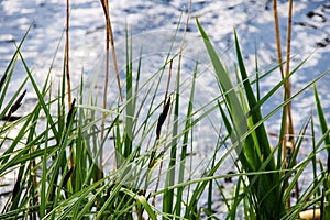 Reed with green leaves on the river