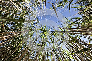 Reed green plants