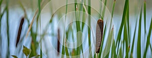 Reed greens by the lake early morning abstracts