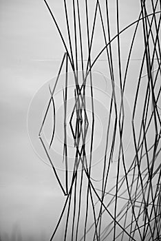 Reed greens by the lake early morning abstracts