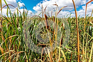 Reed grows on the shore of the lake in summer