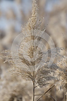 Reed inflorescences close up. Dry reeds on the banks of a river or lake, reed seeds