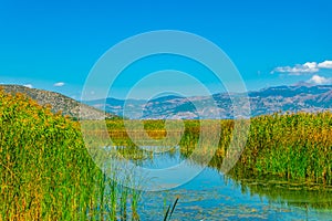 Reed at Kastoria/Orestiada lake in Greece