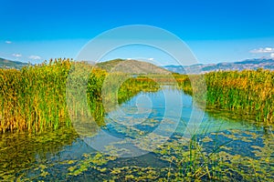 Reed at Kastoria/Orestiada lake in Greece