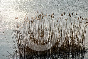 Reed on a lake