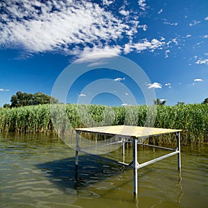 Reed in lake