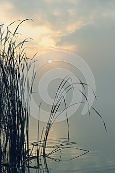 Reed at lake in early morning mist