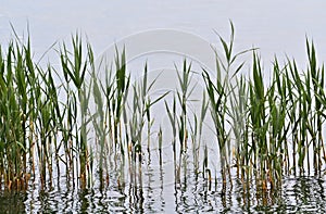 Reed in the lake