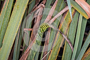 Reed at a lake or pond in autumn on a rainy day in November with folded brown green leaves infested with vermin, Germany