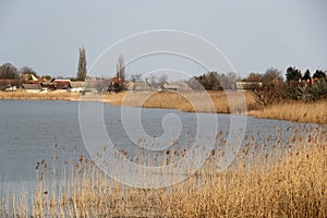 Reed at the lake side