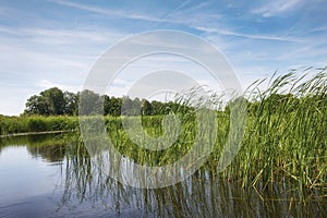 The Reed Lands near the village Dwarsgracht.