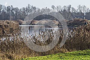 Reed landscape at the banks of river Oude IJssel