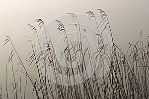 Reed in the light of the rising sun