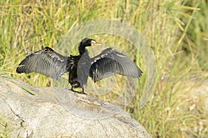 Reed or long-taile cormorant drying wings