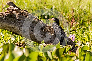 Reed/Long-tailed cormorant (Microcarbo africanus) on Naivasha lake, Ken