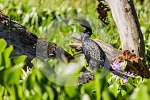 Reed/Long-tailed cormorant (Microcarbo africanus) on Naivasha lake, Ken