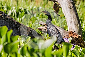 Reed/Long-tailed cormorant (Microcarbo africanus) on Naivasha lake, Ken