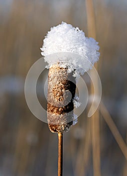 Reed mace.