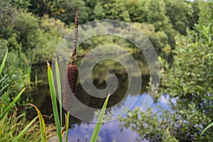 Reed mace near a lake with a mirror surface photo