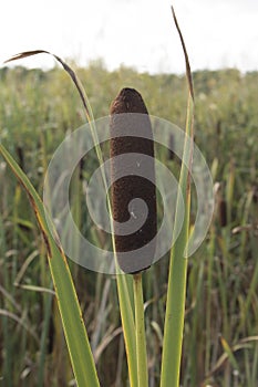 Reed mace plant also known as cat - tail, bulrush, swamp sausage, punks, typha angustifolia