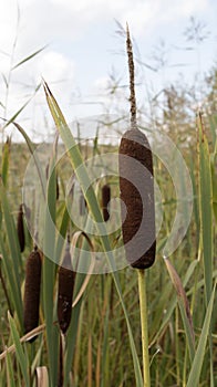 Reed mace plant also known as cat - tail, bulrush, swamp sausage, punks, typha angustifolia