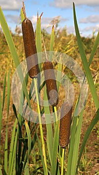 Reed mace plant also known as cat - tail, bulrush, swamp sausage, punks, typha angustifolia