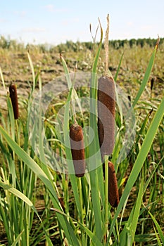 Reed mace plant also known as cat - tail, bulrush, swamp sausage, punks, typha angustifolia