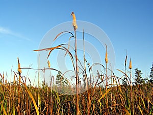 Reed in marsh