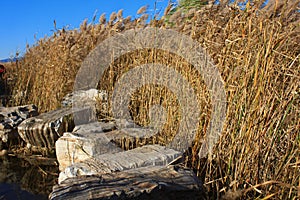 Reed marshes