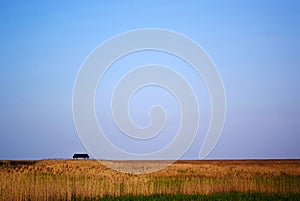 Reed marshes