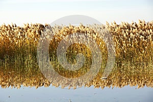 Reed marshes with water